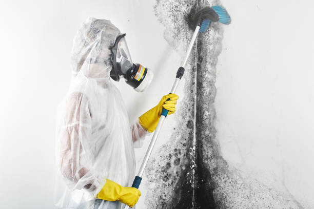 Best Mold-Related Health Consultation  in Lancaster, OH